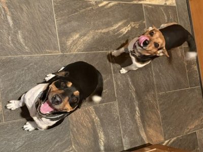 2026_CRF_Jack_Russells Two Jack Russell terriers on tile floor